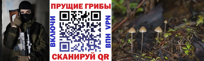 Галлюциногенные грибы Psilocybe  купить  сайты  Заинск 
